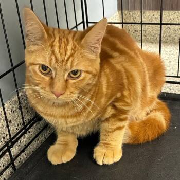 MPAC1050/Sanjay -  Domestic Short Hair Cat for Adoption in Oak Park, Illinois - MPAC1050/Sanjay | PetCurious