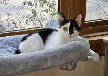 Rescue American Shorthair Cats for Adoption in Marion, North Carolina - Cricket | PetCurious