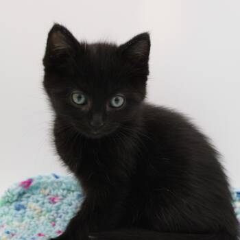 Rescue Domestic Short Hair Cats for Adoption in Martensdale, Iowa - Thurston | PetCurious