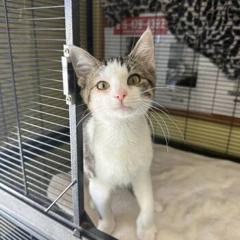 Socks -  Domestic Short Hair Cat for Adoption in Hendersonville, Tennessee - Socks | PetCurious