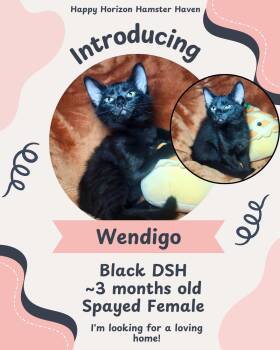Rescue Domestic Short Hair Cats for Adoption - Wendigo | PetCurious