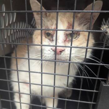 Domestic Short Hair Cats Available for Adoption in St. Louis, Missouri - Thomas | PetCurious