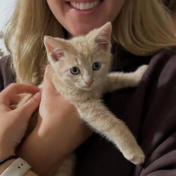 Creamsicle -  Domestic Short Hair Cat for Adoption in Hamilton, Ontario - Creamsicle | PetCurious