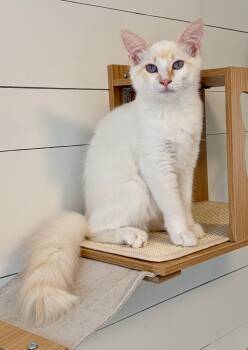 Falkor -  Siamese Cat for Adoption in Maple Valley, Washington - Falkor | PetCurious
