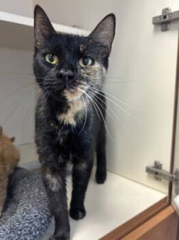 Rescue Domestic Short Hair Cats for Adoption in Chamblee, Georgia - Samhain | PetCurious