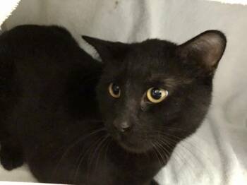 Domestic Short Hair Cats Available for Adoption - Davey  | PetCurious