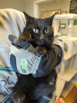 Domestic Short Hair Cats Available for Adoption - Crocus | PetCurious