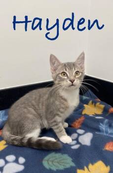 Hayden -  Tabby Cat for Adoption in Casselberry, Florida - Hayden | PetCurious
