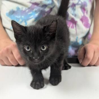 Sully -  Domestic Short Hair Cat for Adoption in Canton, Illinois - Sully | PetCurious