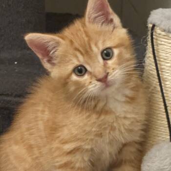 Rescue Domestic Short Hair Cats for Adoption in Jupiter, Florida - Travis | PetCurious