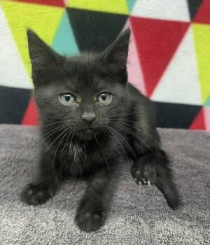 Domestic Short Hair Cats Available for Adoption in Sullivan, Indiana - Izzy 4 | PetCurious