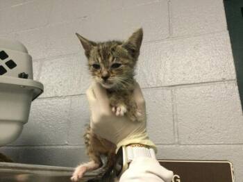 A1922265 -  Domestic Short Hair Cat for Adoption in Thousand Palms, California - A1922265 | PetCurious