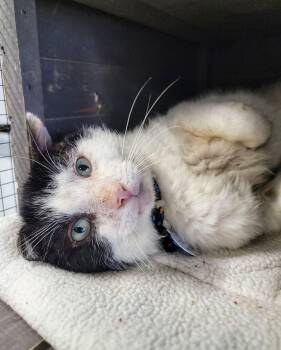 Rescue Domestic Short Hair Cats for Adoption in Grand Rapids, Michigan - Prospero | PetCurious