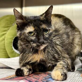 Domestic Short Hair Cats Available for Adoption in Pauls Valley, Oklahoma - Sapodilla | PetCurious