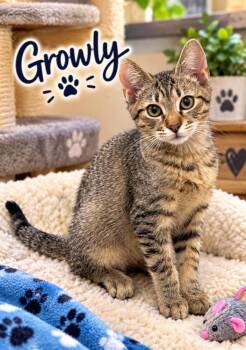 Growley -  Bengal and Tabby Cat for Adoption in Orange, California - Growley | PetCurious