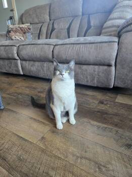 Gypsy -  Domestic Short Hair Cat Available for Adoption in Apollo, Pennsylvania - Gypsy | PetCurious