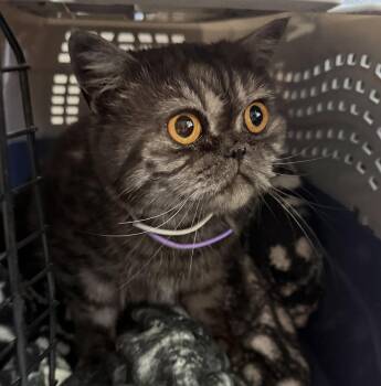 Mimi -  Scottish Fold Cat for Adoption in Broomall, Pennsylvania - Mimi | PetCurious