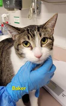Domestic Short Hair Cats Available for Adoption in Fort Worth, Texas - Baker | PetCurious