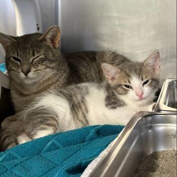 Domestic Short Hair Cats Available for Adoption in Baltimore, Maryland - FireFox | PetCurious