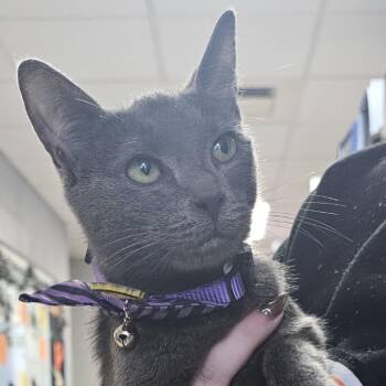 Rescue Domestic Short Hair Cats for Adoption in Camden, Delaware - Sarah | PetCurious