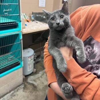 Giggler -  Domestic Short Hair Cat for Adoption in Edwardsville, Illinois - Giggler | PetCurious