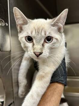 Bubbles -  Domestic Short Hair Cat for Adoption in Wichita, Kansas - Bubbles | PetCurious