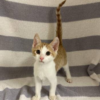 Damon -  Domestic Short Hair Cat for Adoption in Newberg, Oregon - Damon | PetCurious