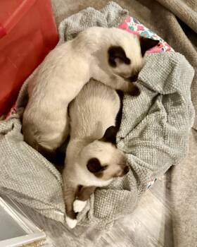 Dark Alliance -  Domestic Short Hair Cat for Adoption in Colorado Springs, Colorado - Dark Alliance | PetCurious