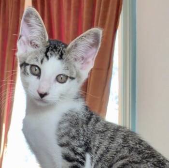 Nimbus -  Tabby Cat for Adoption in Greenfield, California - Nimbus | PetCurious