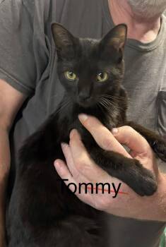 Domestic Short Hair Cats Available for Adoption in White Bluff, Tennessee - Tommy | PetCurious