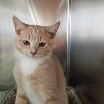 Sugar Tan (Butters) -  Domestic Short Hair Cat for Adoption in Buffalo, New York - Sugar Tan (Butters) | PetCurious