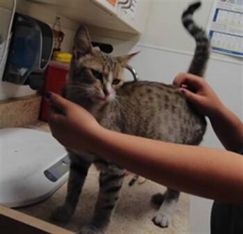 RENA -  Domestic Short Hair Cat for Adoption in Albuquerque, New Mexico - RENA | PetCurious