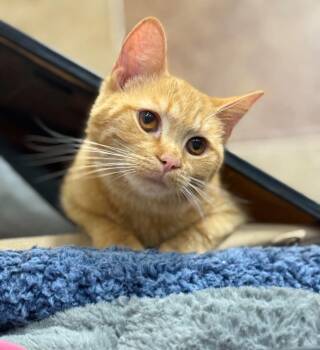 Cider -  Tabby Cat Available for Adoption in Marion, Indiana - Cider | PetCurious