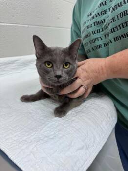 Chunky -  Domestic Short Hair Cat for Adoption in Chattanooga, Tennessee - Chunky | PetCurious
