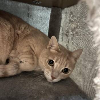 Domestic Short Hair Cats Available for Adoption - Scarlet | PetCurious