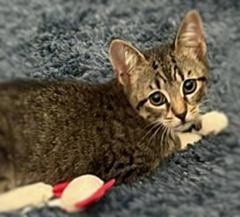 Rescue Domestic Short Hair Cats for Adoption in Ocean Springs, Mississippi - Athena | PetCurious