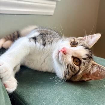 Klecks -  Domestic Short Hair Cat for Adoption in Wakefield, Massachusetts - Klecks | PetCurious