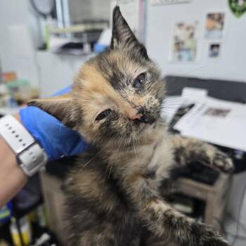 AHNJ-Stray-122215 -  Domestic Short Hair Cat for Adoption in Newark, New Jersey - AHNJ-Stray-122215 | PetCurious
