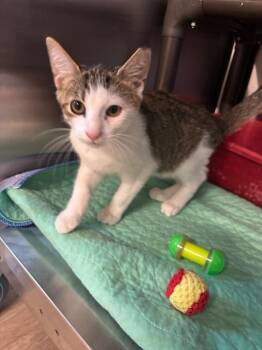 Quill -  Domestic Short Hair Cat for Adoption in Metter, Georgia - Quill | PetCurious