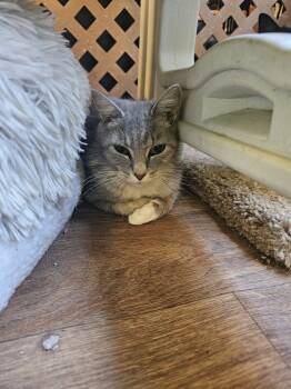 Rescue Domestic Short Hair Cats for Adoption in Evansville, Indiana - Whitney | PetCurious