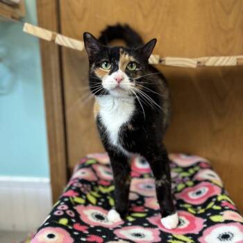 Azure -  Domestic Short Hair Cat for Adoption in Fargo, North Dakota - Azure | PetCurious