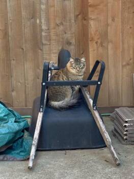 Domestic Medium Hair and Maine Coon Cats Available for Adoption - Smokey (Owner Assist) | PetCurious