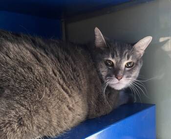 Rescue Domestic Short Hair Cats for Adoption in Westminster, Maryland - STANLEY | PetCurious