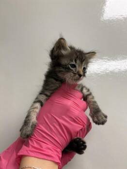 MARIE - IN FOSTER -  Domestic Short Hair Cat for Adoption in Ontario, California - MARIE - IN FOSTER | PetCurious