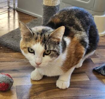 Harlowe -  Domestic Short Hair Cat for Adoption in Mississauga, Ontario - Harlowe | PetCurious