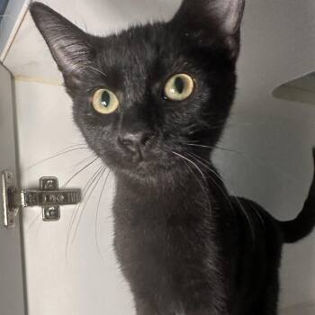 Melman -  Domestic Short Hair Cat for Adoption in San Antonio, Texas - Melman | PetCurious