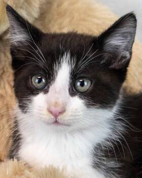 Domestic Short Hair Cats Available for Adoption in Kennesaw, Georgia - Bozo | PetCurious