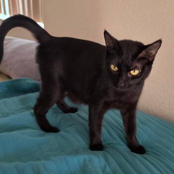 Domestic Short Hair Cats Available for Adoption in Long Beach, California - Mama Nova | PetCurious