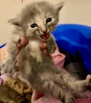 Regan (pre adopt) -  Domestic Short Hair Cat for Adoption in Fort Worth, Texas - Regan (pre Adopt) | PetCurious