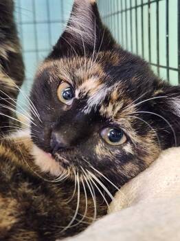 Rescue Domestic Short Hair Cats for Adoption in Crossville, Tennessee - Noddypoll | PetCurious